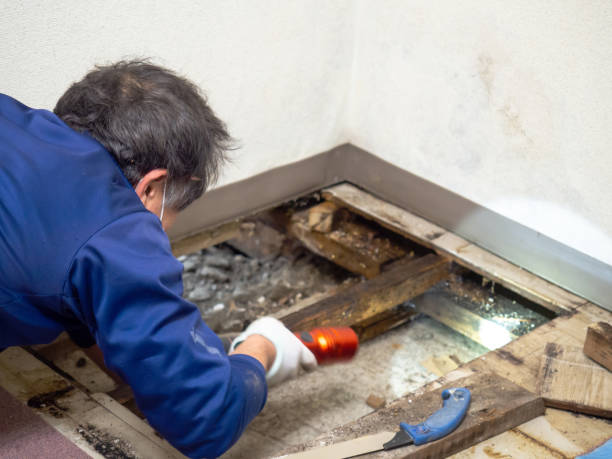 Best Professional Mold Removal  in Carterville, MO