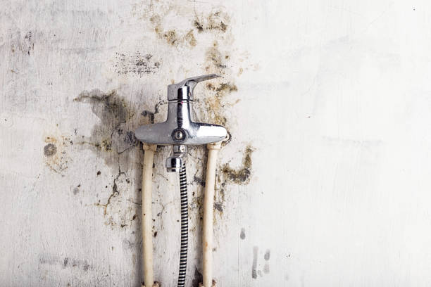Reliable Carterville, MO Mold Removal Solutions