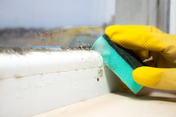 Best Affordable Mold Removal  in Carterville, MO