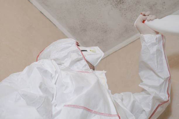 Best Local Mold Removal Service  in Carterville, MO