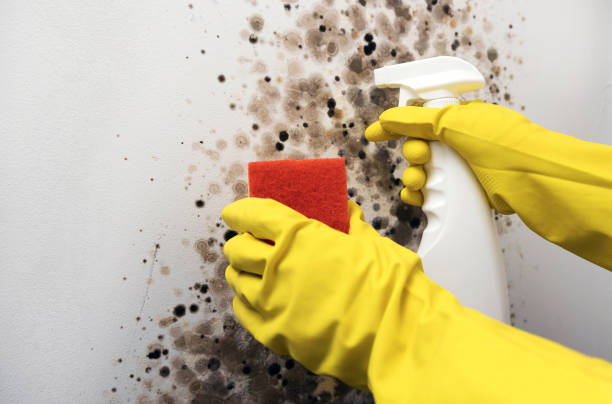 Best Crawl Space Mold Removal  in Carterville, MO